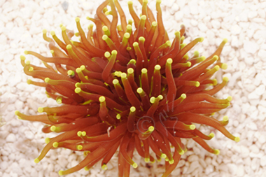 Yellow Tip Torch Coral